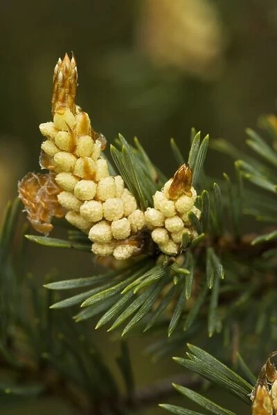 Scots Pine in flower (Pinus sylvestris)