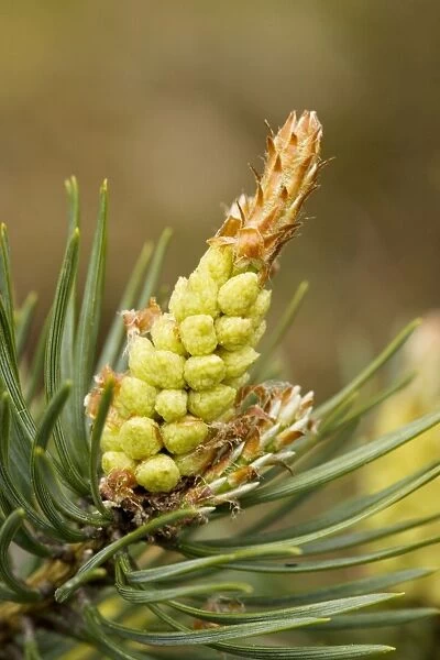 Scots Pine flowers (Pinus sylvestris)