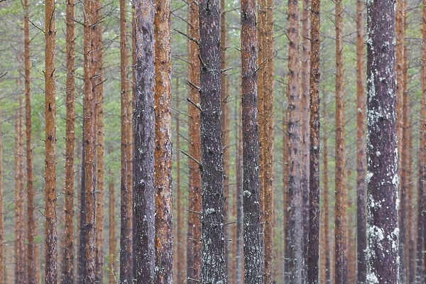 Scots Pine forest 62, S-E Arndt