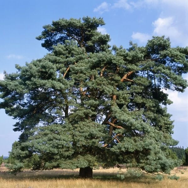Scots Pine - mature