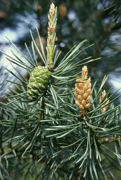 Scots Pine - showing male & female cones UK