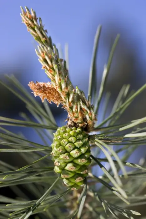 Framed Print : Scots Pine Tree - cone Framed Print : Scots Pine Tree - cone