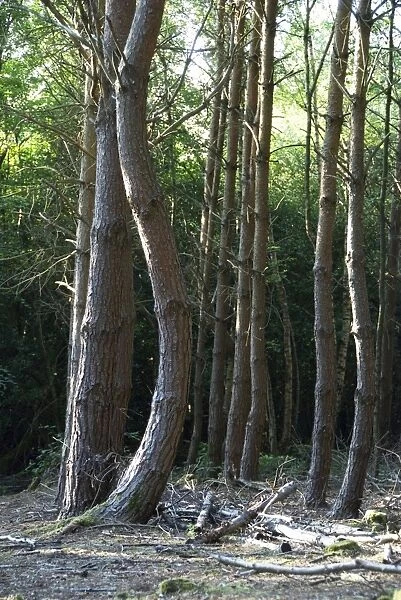 Scots Pine Tree - curved into post-horn deformity probably due to Pine Shoot Moth (Rhyacionia buoliana)