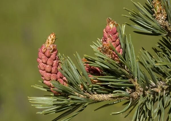 Scots pine with unusually red male flowers