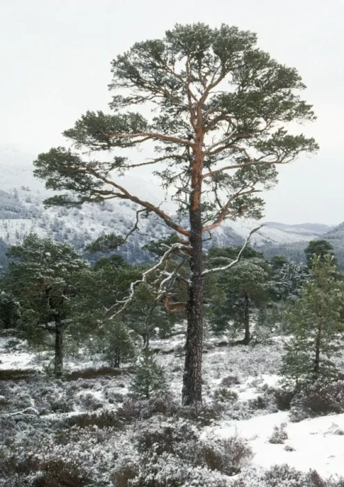 Framed Print : Scot's Pine - in winter Caledonian pine forest, Spey Valley, Scotland Framed Print : Scot's Pine - in winter Caledonian pine forest, Spey Valley, Scotland