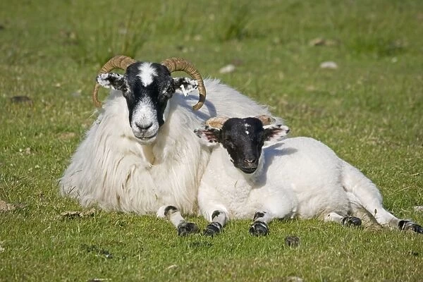 Scottish black-faced ewe and lamb, Isle of Mull, Scotland, U