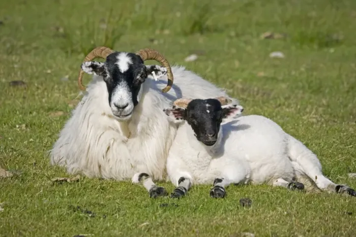 Framed Print : Scottish black-faced ewe and lamb, Isle of Mull, Scotland, U Framed Print : Scottish black-faced ewe and lamb, Isle of Mull, Scotland, U