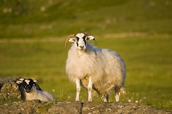 Scottish black-faced ewe and lamb, Isle of Mull, Scotland, UK