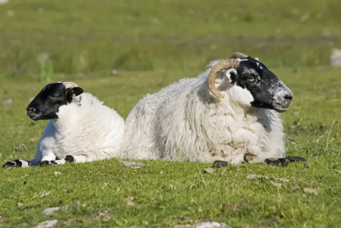 Framed Print : Scottish black-faced ewe and lamb, Isle of Mull, Scotland, U Framed Print : Scottish black-faced ewe and lamb, Isle of Mull, Scotland, U