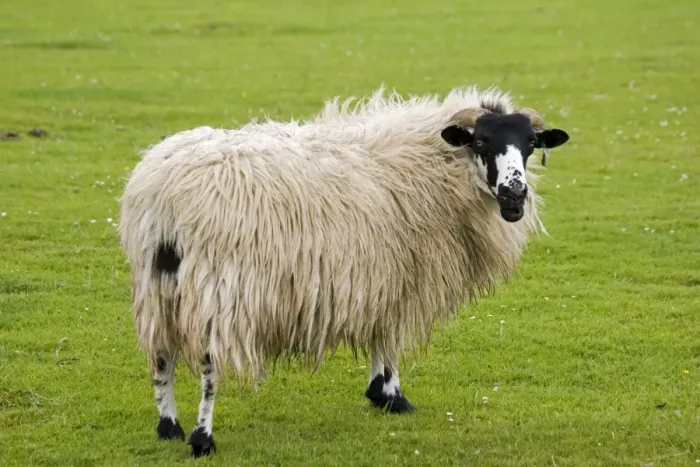 Framed Print : Scottish black faced sheep ewe North Yorkshire Moors UK Framed Print : Scottish black faced sheep ewe North Yorkshire Moors UK