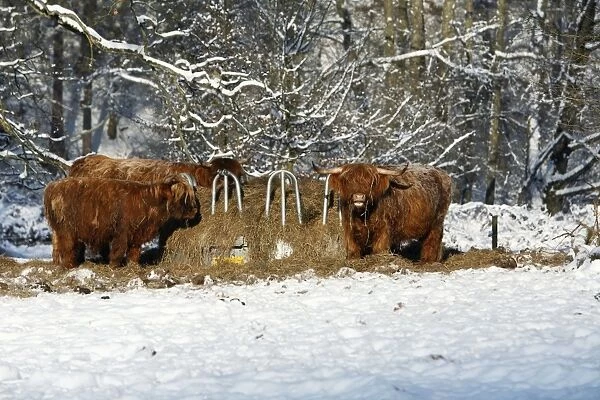 Scottish Highland Cattle - 3 beasts feeding at hay-heck in winter, Lower Saxony, Germany