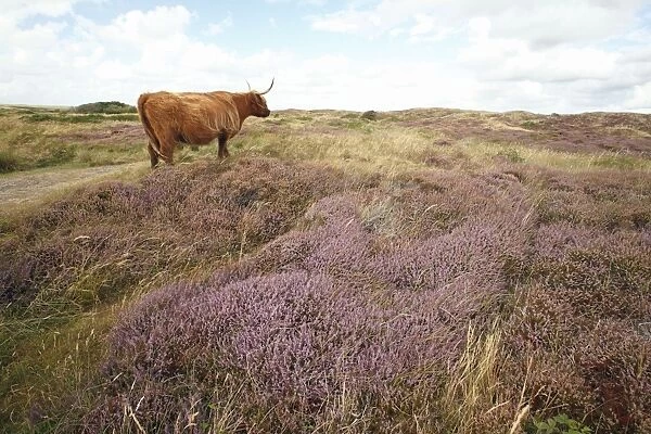 Scottish Highland Cattle - cow standing in sand dune - National Park - Texel Island - Holland