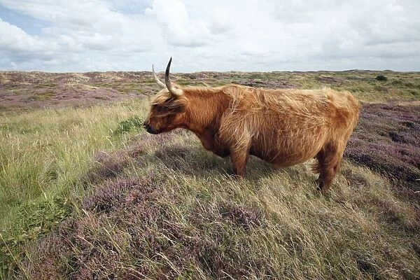 Scottish Highland Cattle - cow standing in sand dune - National Park - Texel Island - Holland