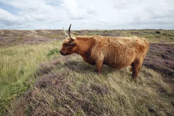 Framed Print : Scottish Highland Cattle - cow standing in sand dune - National Park - Texel Island - Holland Framed Print : Scottish Highland Cattle - cow standing in sand dune - National Park - Texel Island - Holland