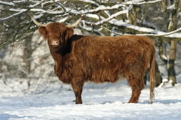Framed Print : Scottish Highland Cow - in snow, Lower Saxony, Germany Framed Print : Scottish Highland Cow - in snow, Lower Saxony, Germany