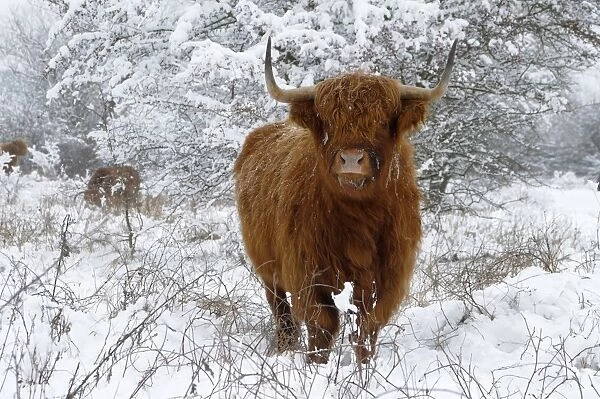 Scottish Highland Cow - in the snowy foreland of river IJssel The Netherlands, Overijssel, Wijhe / Olst, Fortmond