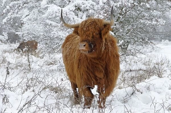 Scottish Highland Cow - in the snowy foreland of river IJssel The Netherlands, Overijssel, Wijhe / Olst, Fortmond