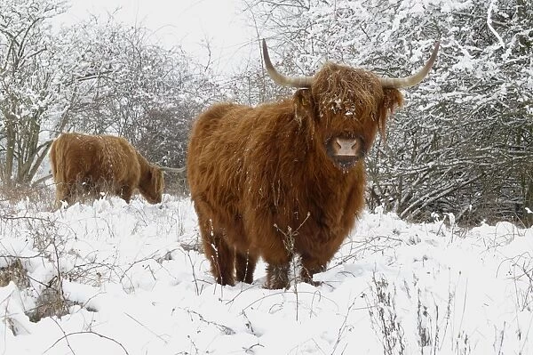 Scottish highland cow in the snowy foreland of river IJssel The Netherlands, Overijssel, Wijhe / Olst, Fortmond