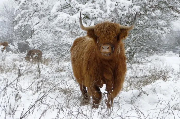 Framed Print : Scottish Highland Cow - in the snowy foreland of river IJssel The Netherlands, Overijssel, Wijhe / Olst, Fortmond Framed Print : Scottish Highland Cow - in the snowy foreland of river IJssel The Netherlands, Overijssel, Wijhe / Olst, Fortmond