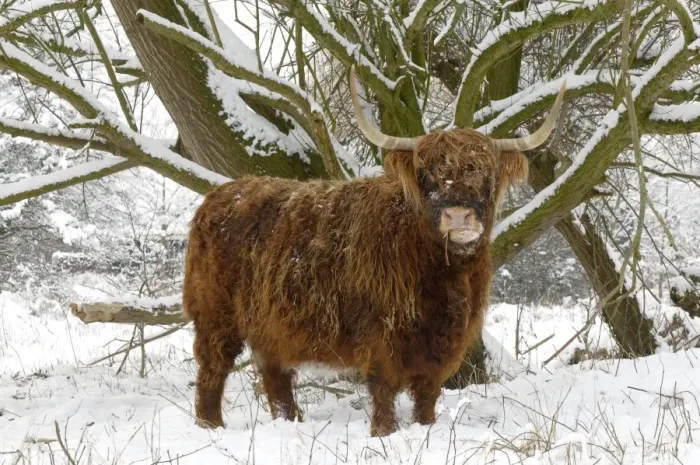 Framed Print : Scottish highland cow in the snowy foreland of river IJssel The Netherlands, Overijssel, Wijhe / Olst, Fortmond Framed Print : Scottish highland cow in the snowy foreland of river IJssel The Netherlands, Overijssel, Wijhe / Olst, Fortmond