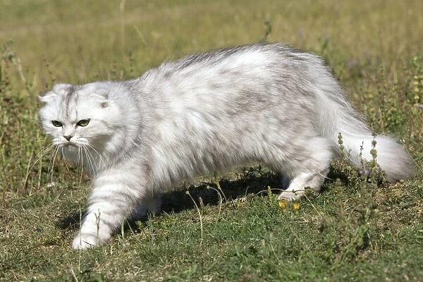 Scottish  /  Highland Fold Cat