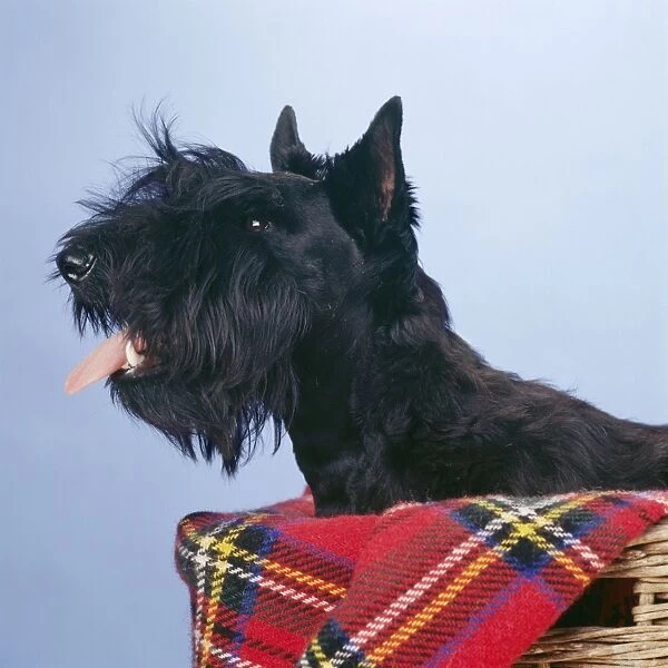Scottish Terrier JD 14372E © John Daniels  /  ARDEA LONDON