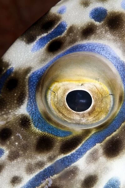 Scraweled Filefish - eye - Indonesia