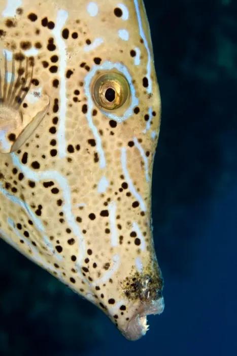 Framed Print : Scrawled Filefish - Red Sea Framed Print : Scrawled Filefish - Red Sea