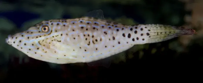 Framed Print : Scribbled Leatherjacket Filefish, tropical coasts worldwide Framed Print : Scribbled Leatherjacket Filefish, tropical coasts worldwide