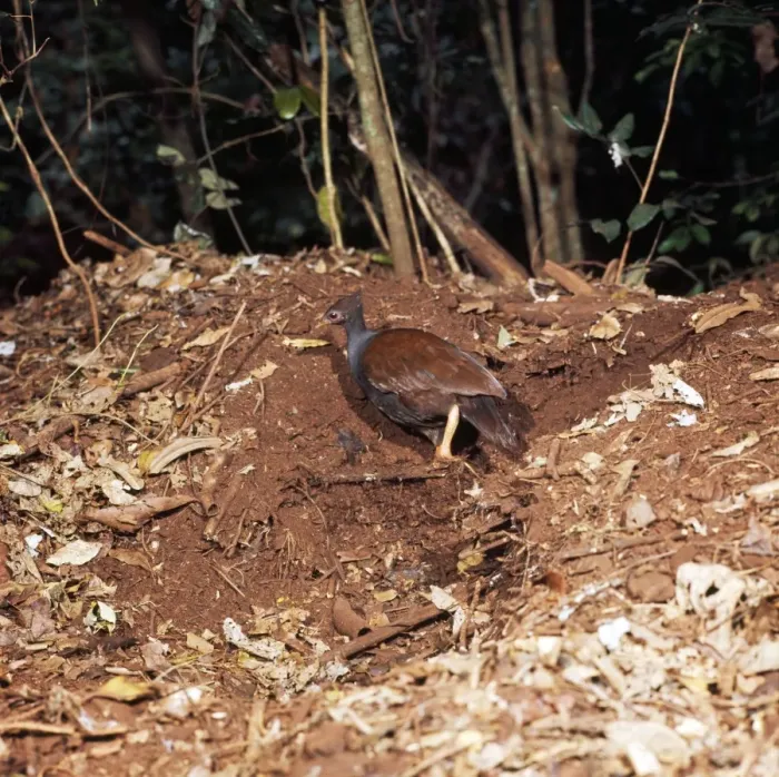 Framed Print : Scrub Fowl - digging out egg chamber Framed Print : Scrub Fowl - digging out egg chamber