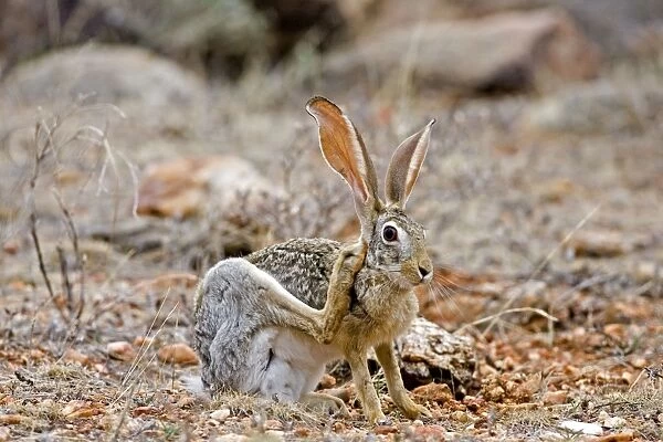 Scrub Hare, Samburu Reserve, Kenya