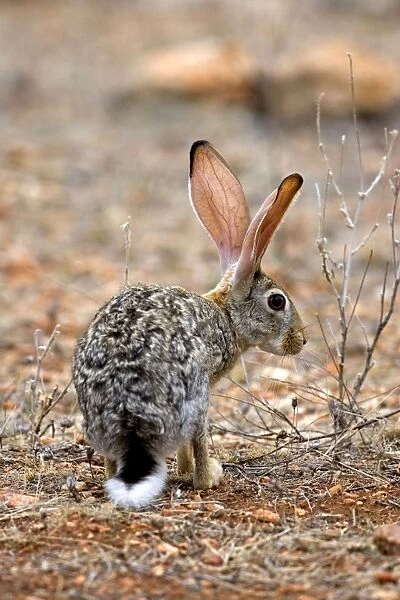 Scrub Hare, Samburu Reserve, Kenya, Africa
