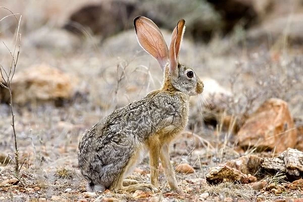Scrub Hare, Samburu Reserve, Kenya, Africa