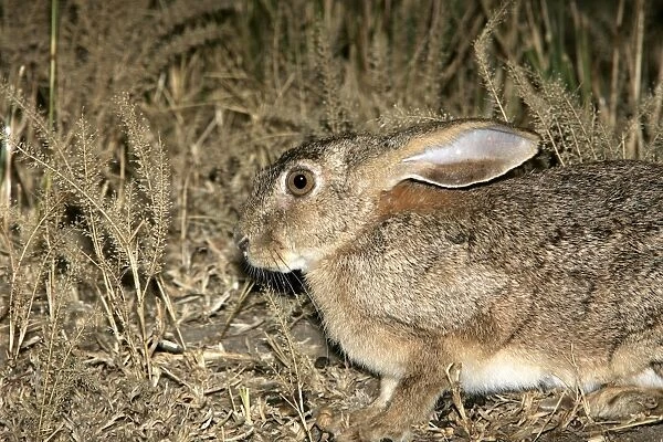 Scrub Hare. South Luangwa Valley National Park - Zambia - Africa