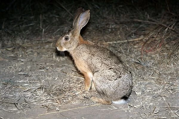 Scrub Hare. South Luangwa Valley National Park - Zambia - Africa