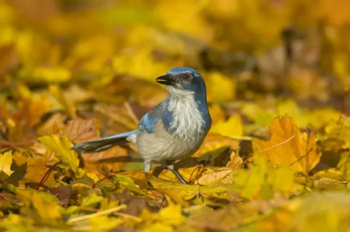 Framed Print : Scrub Jay. TOM-1357. Western scrub-jay - among autumn leaves