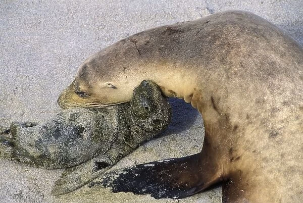 32285. SE-1080. California Sea Lion - mother and newborn pup just after birth