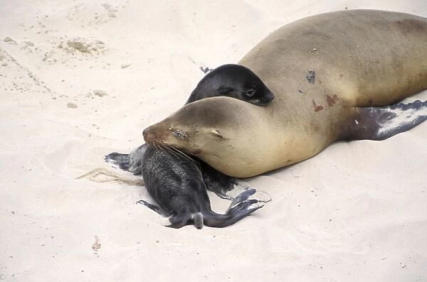 32300. SE-1083. California Sea Lion - mother and newborn pup
