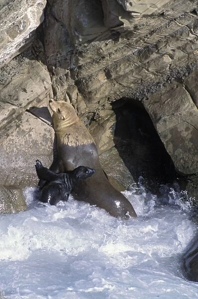 32323. SE-1084. California Sea Lion - mother and pup climbing cliff in surf