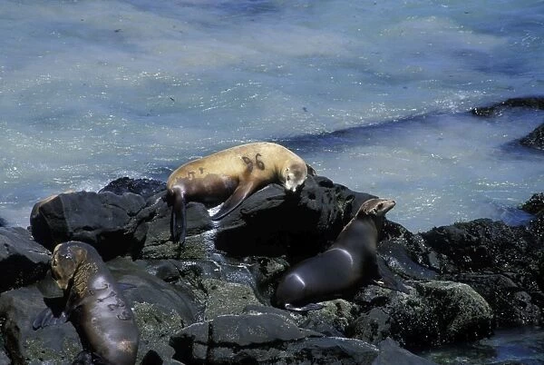 32367. SE-1087. California Sea Lion - branded female studied by researchers