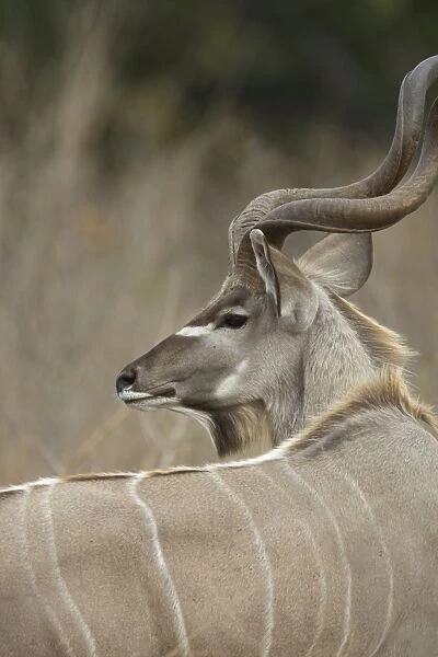 SE-1189. Greater Kudu - bull - Mala Mala Reserve - South Africa