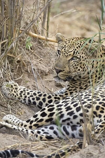 SE-1192. Leopard - Mala Mala Game Reserve - South Africa