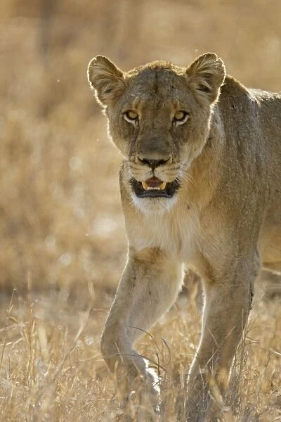 SE-1199. Lion - Mala Mala Game Reserve - South Africa