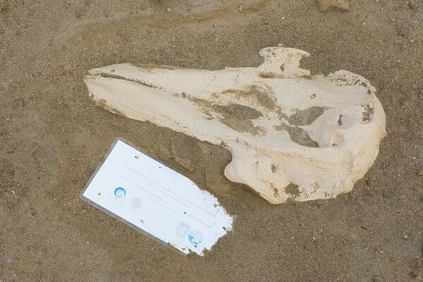 SE-1301. Fossil replica - Dolphin Skull (with interpretive sign)