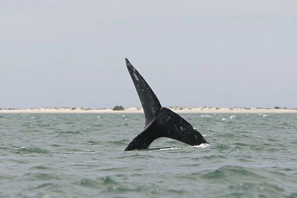 SE-1338. Grey Whale. San Ignacio Lagoon - Baja California - Mexico