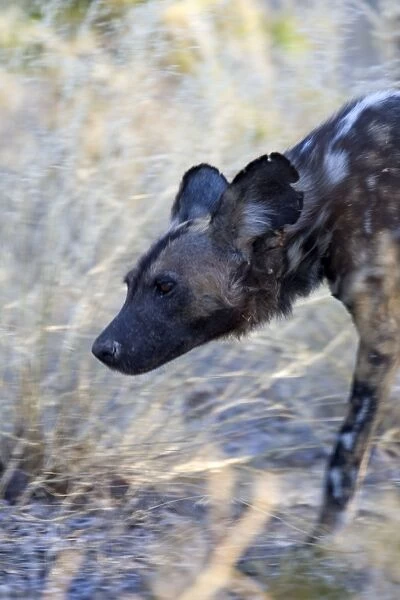 SE-1644. African Wild Dog. Okavango Delta - Botswana. Lycaon pictus. Suzi Eszterhas