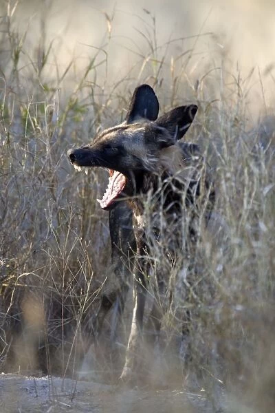 SE-1647. African Wild Dog. Okavango Delta - Botswana. Lycaon pictus. Suzi Eszterhas