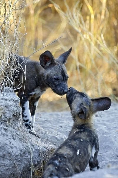 SE-1654. African Wild Dog - 6-8 week old pup(s)