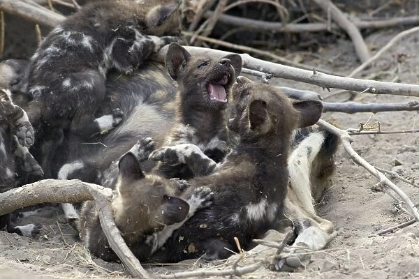 SE-1666. African Wild Dog - 5 week old pup (s)