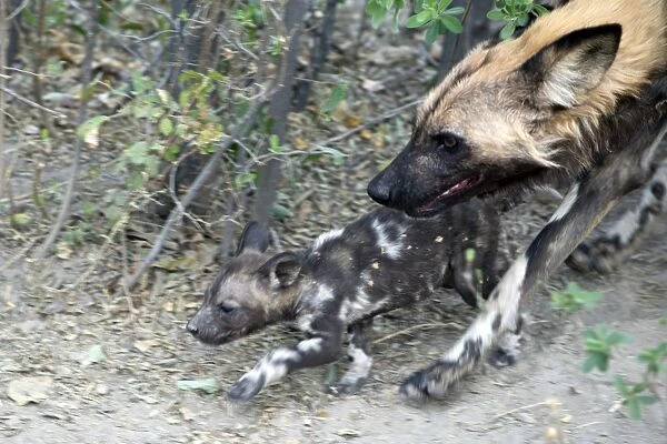 SE-1671. African Wild Dog - Adult with 6 week old pup(s)
